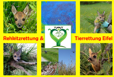 Bild - REHKITZRETTUNG – Gemeinsam gegen den Mähtod - Drohnen retten Rehkitze und andere Wildtiere 